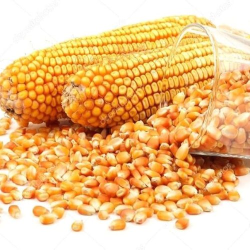 Yellow Maize