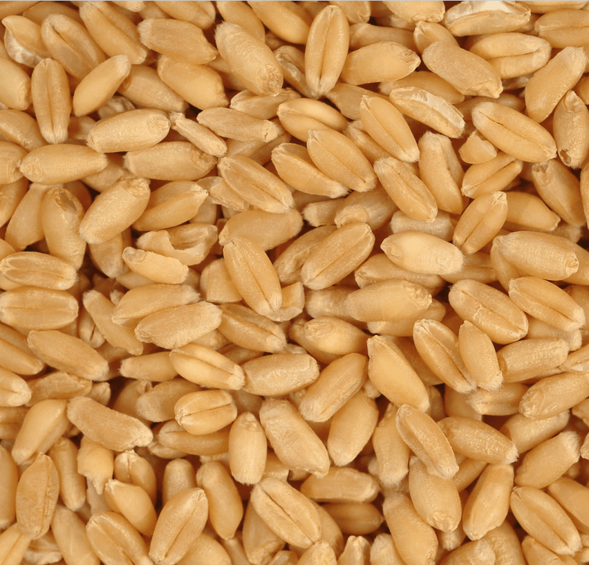 Wheat Grain India Feast