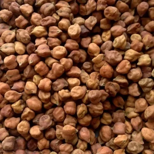 Black Chickpeas ICC 14872 also known as kala chana or Desi chana. .